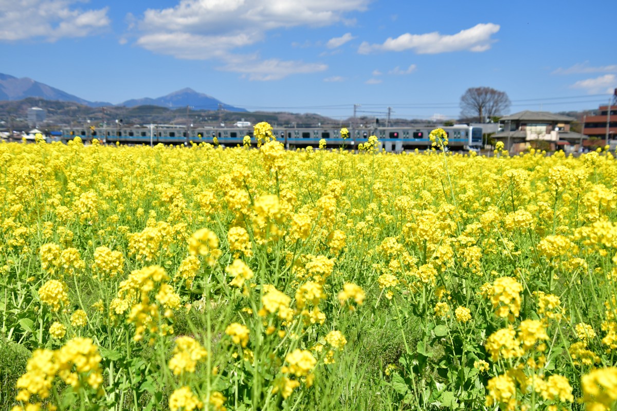 撮影・菜の花・小田急小田原線・栢山－富水