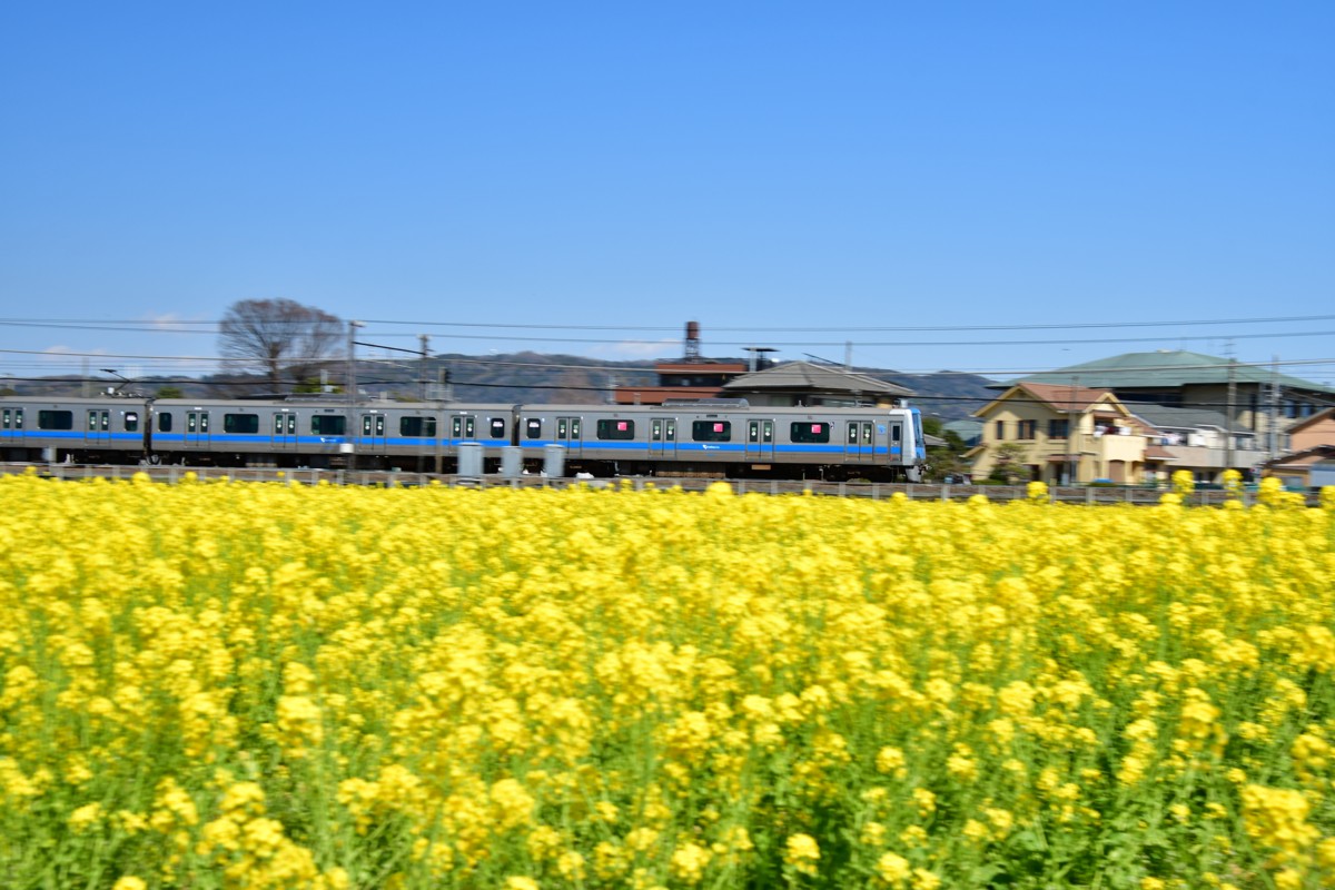 撮影・菜の花・小田急小田原線・栢山－富水