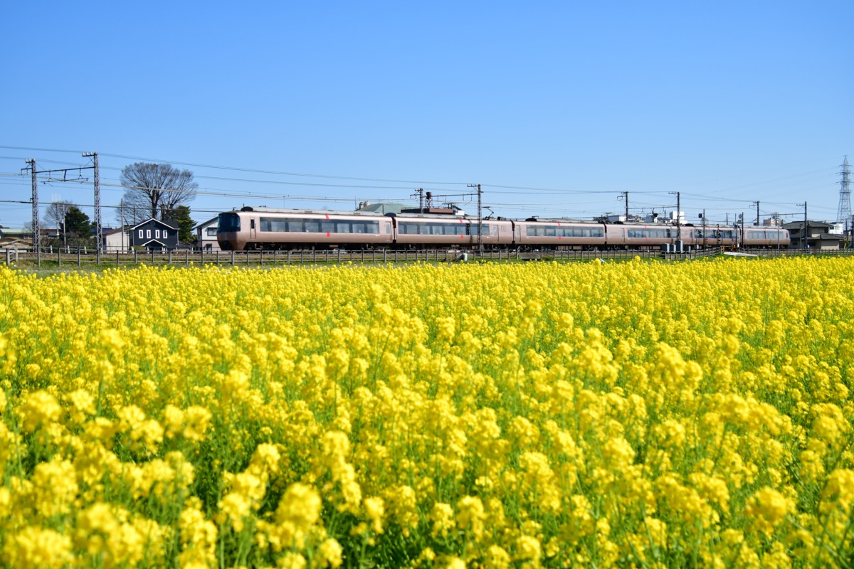 撮影・菜の花・小田急小田原線・栢山－富水