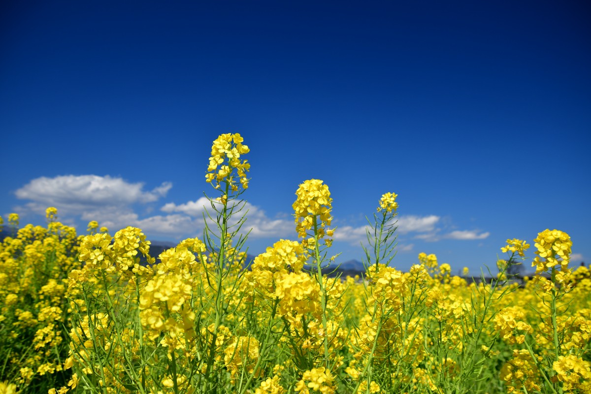 撮影・菜の花・小田急小田原線・栢山－富水
