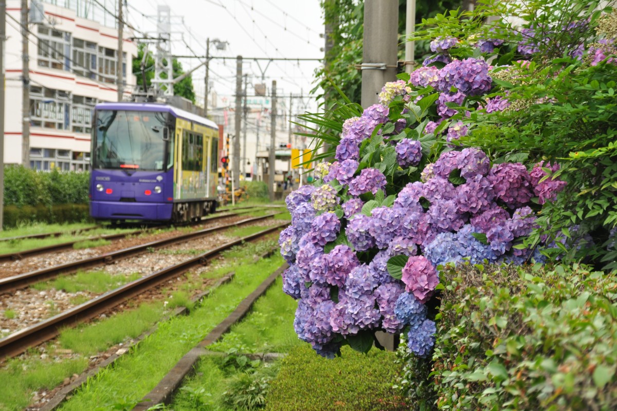 都電荒川線・撮影・梶原