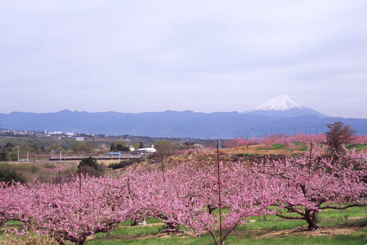 撮影・中央本線・新府桃源郷