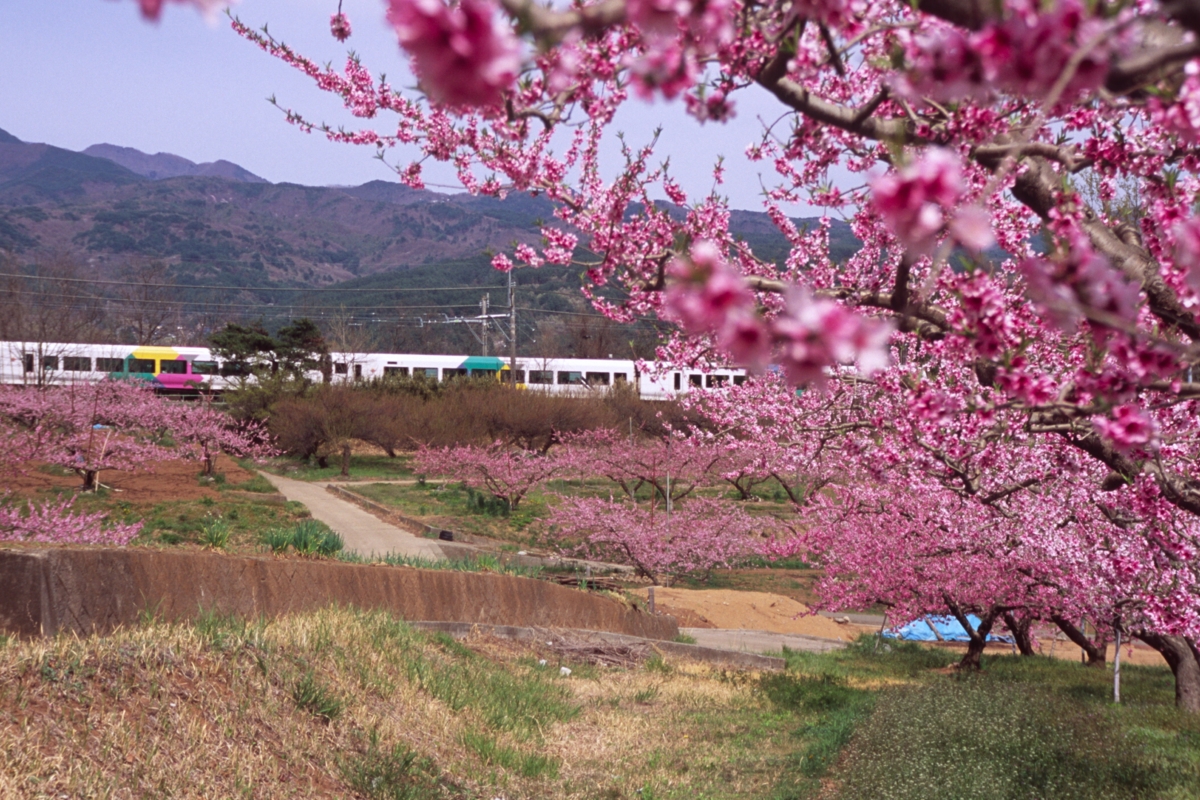 撮影・中央本線・新府桃源郷