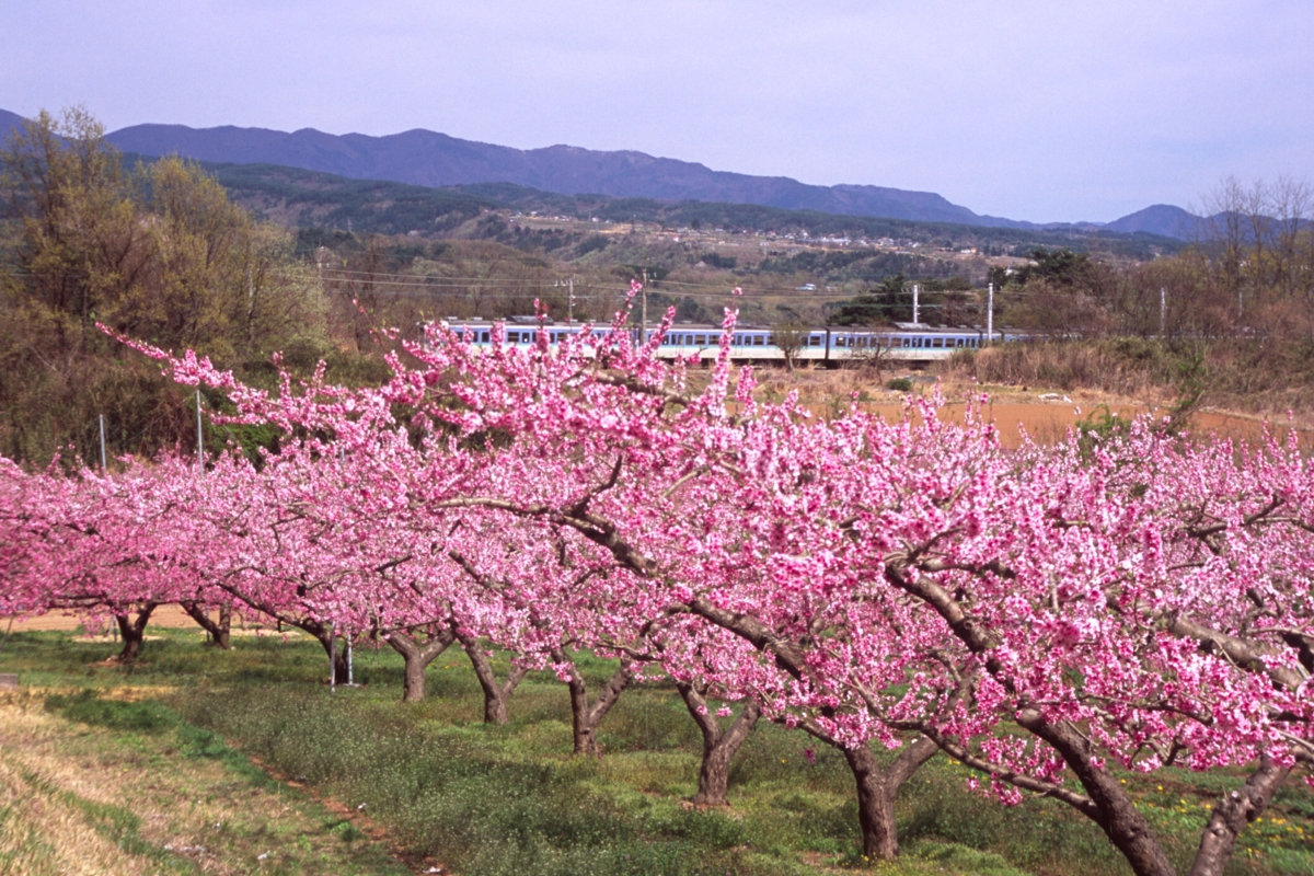 撮影・中央本線・新府桃源郷