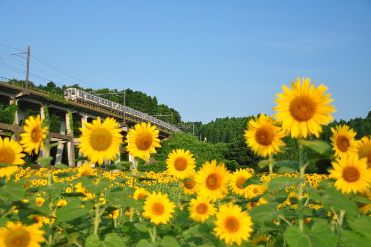 撮影・ひまわり・外房線・土気－大網