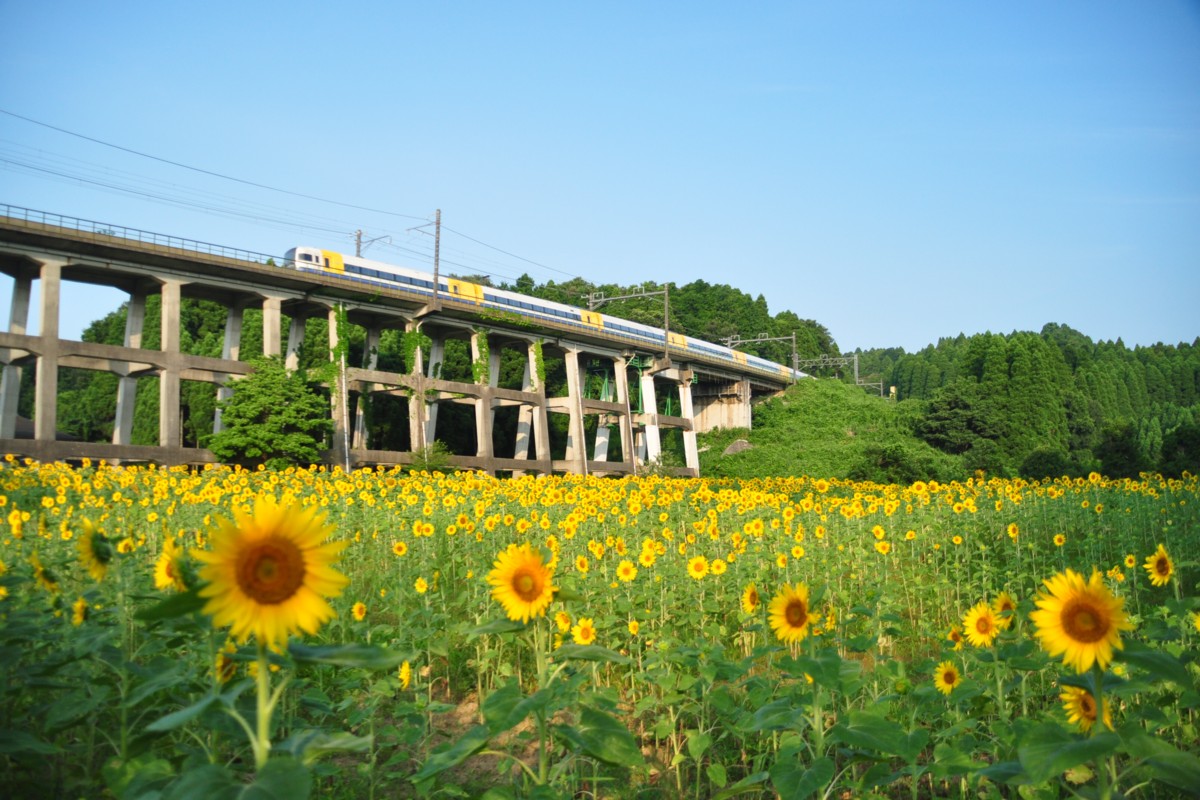 撮影・ひまわり・外房線・土気－大網
