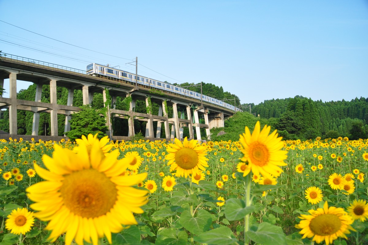 撮影・ひまわり・外房線・土気－大網