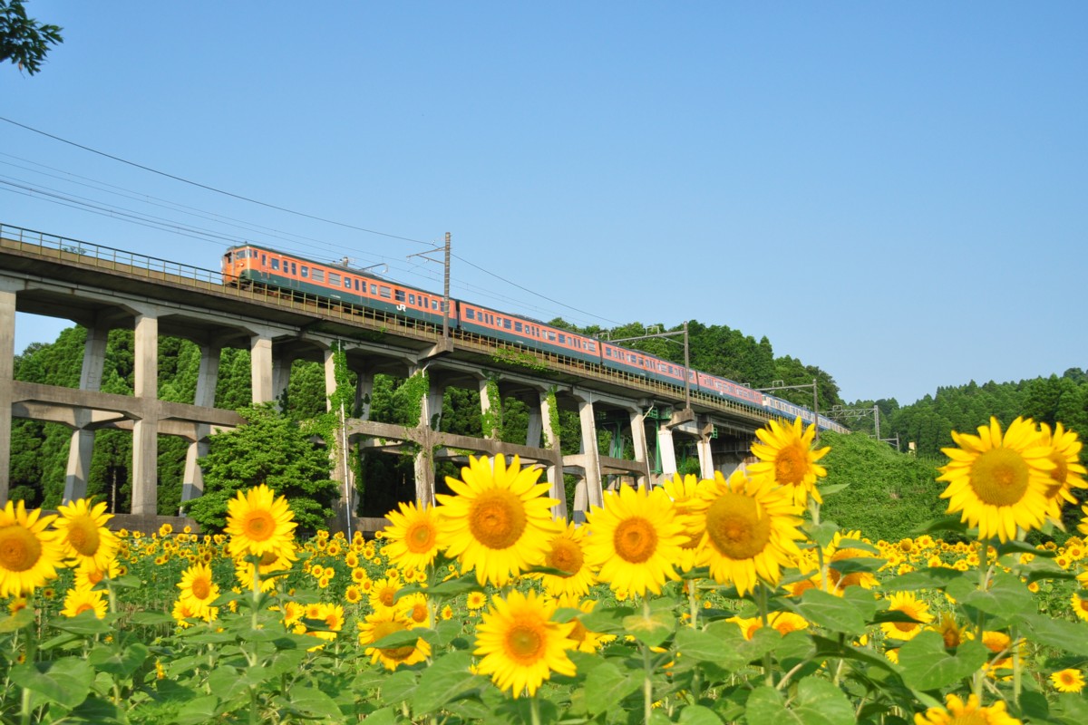 撮影・ひまわり・外房線・土気－大網