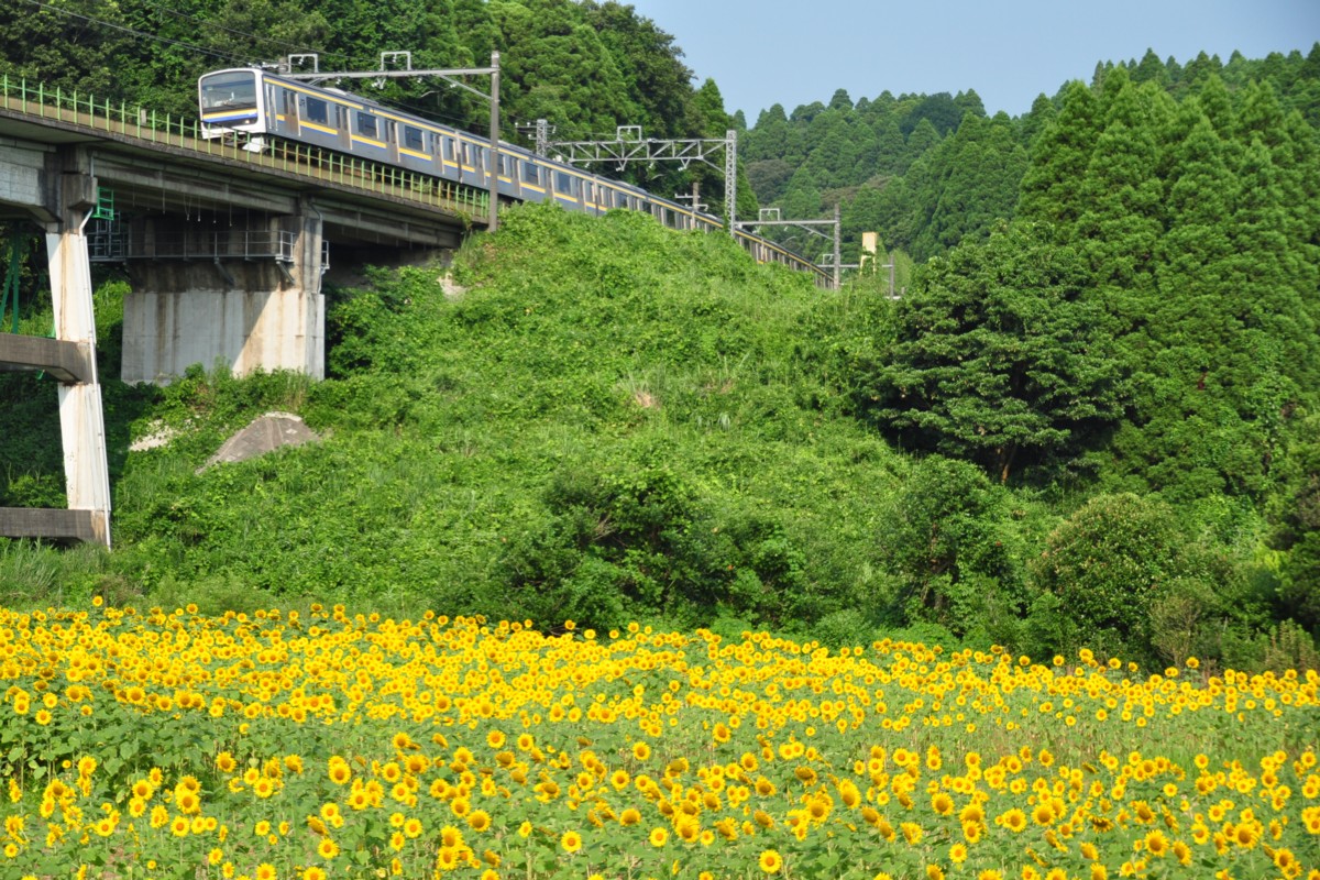 撮影・ひまわり・外房線・土気－大網