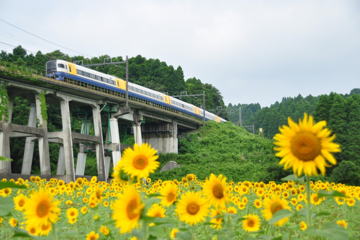 撮影・ひまわり・外房線・土気－大網