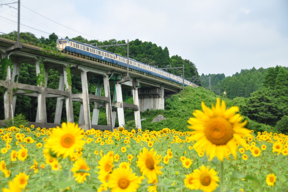 撮影・ひまわり・外房線・土気－大網