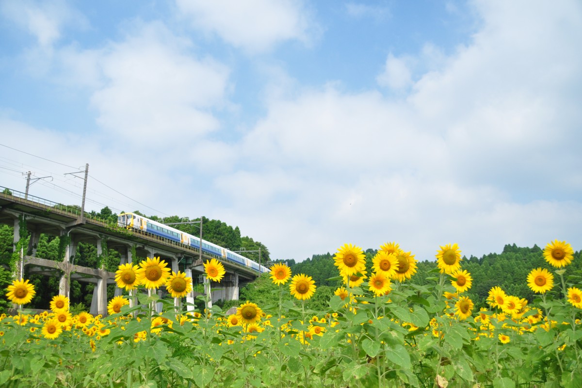 撮影・ひまわり・外房線・土気－大網