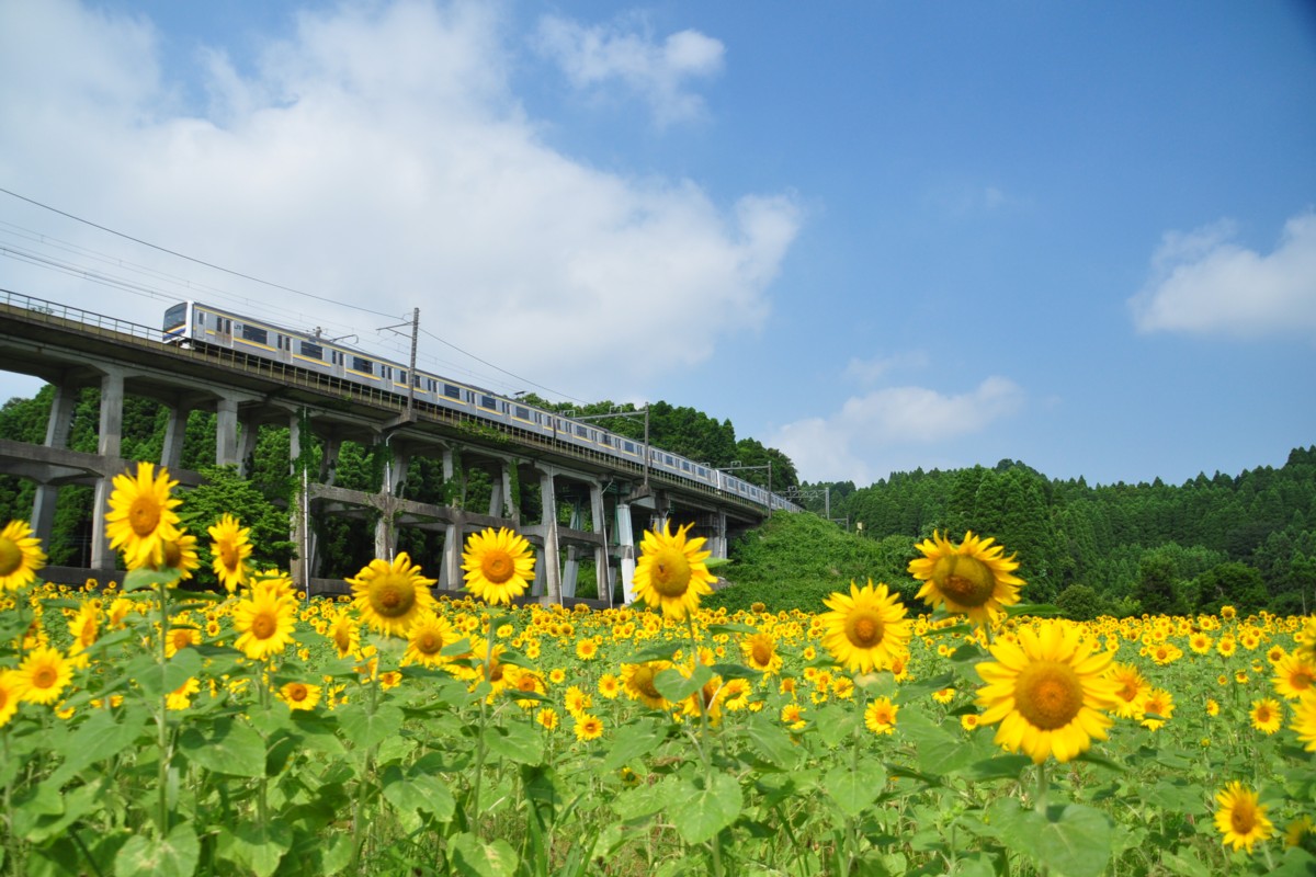 撮影・ひまわり・外房線・土気－大網