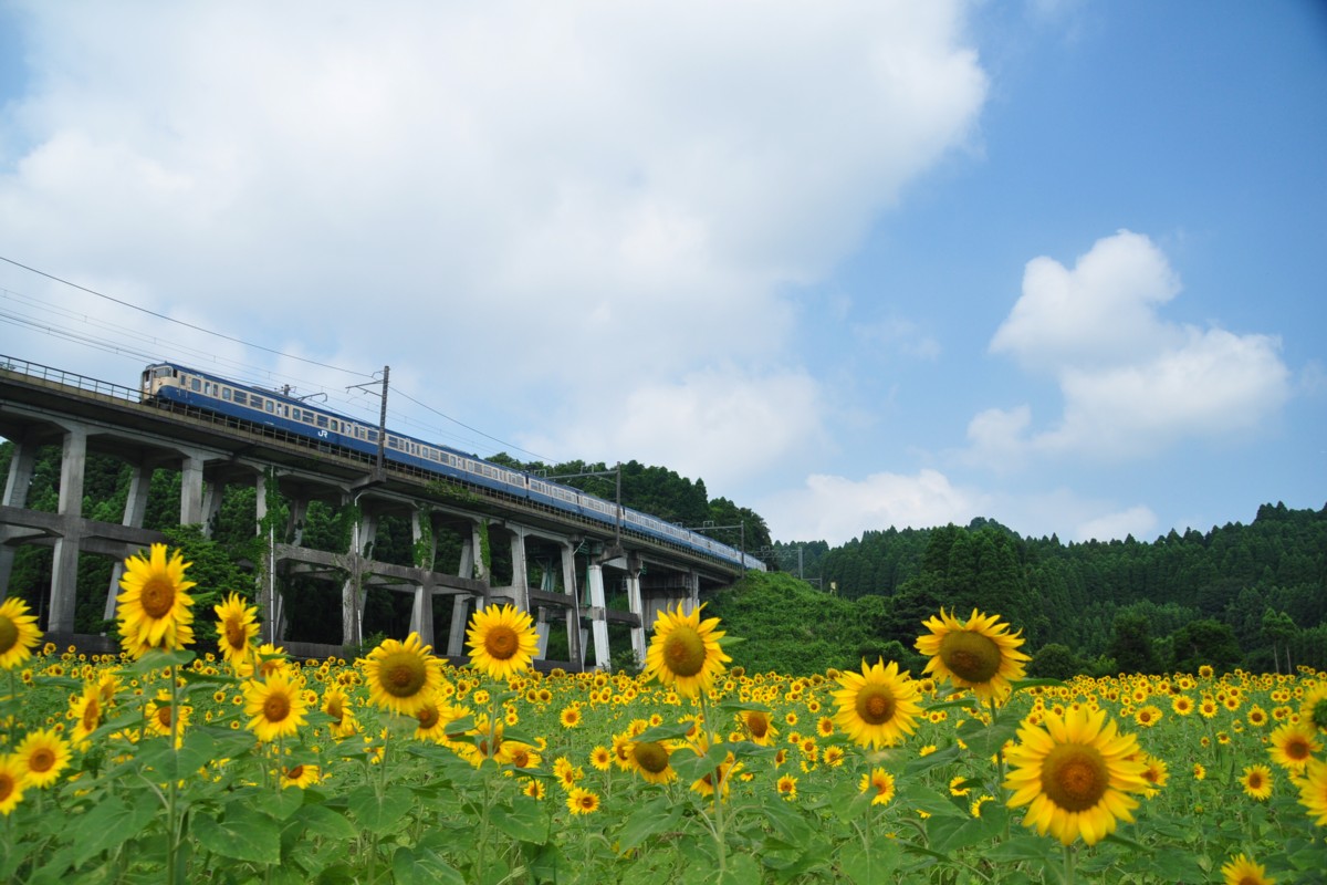 撮影・ひまわり・外房線・土気－大網