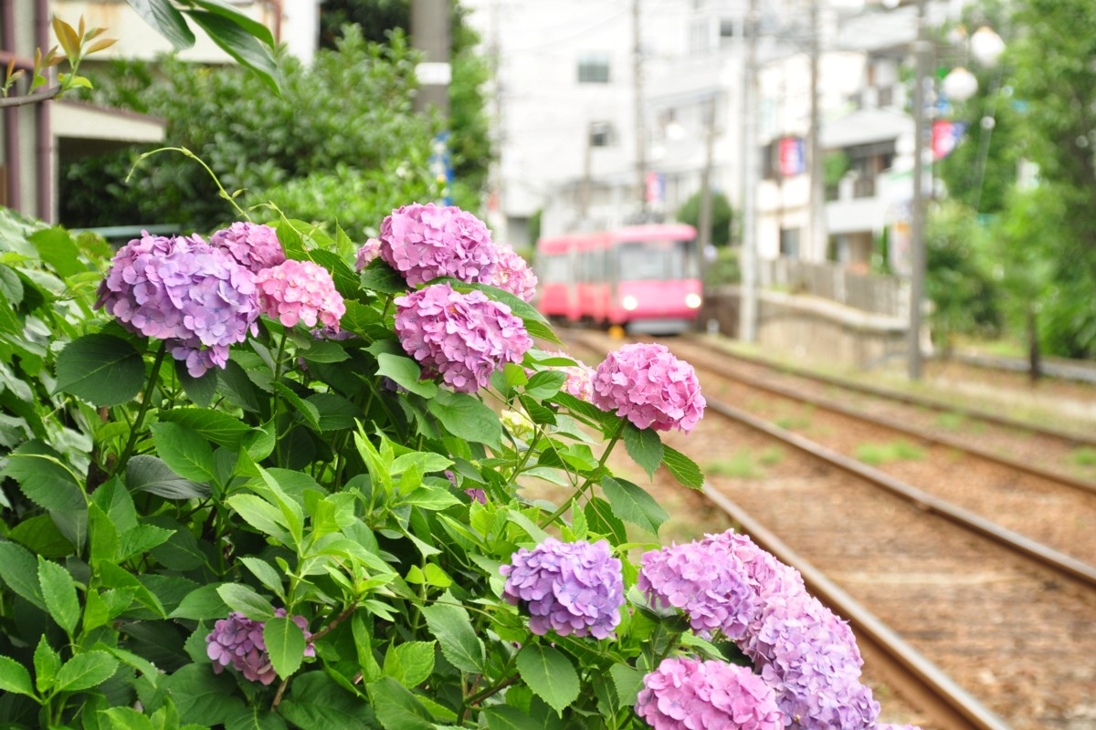 東急世田谷線・撮影・下高井戸－松原