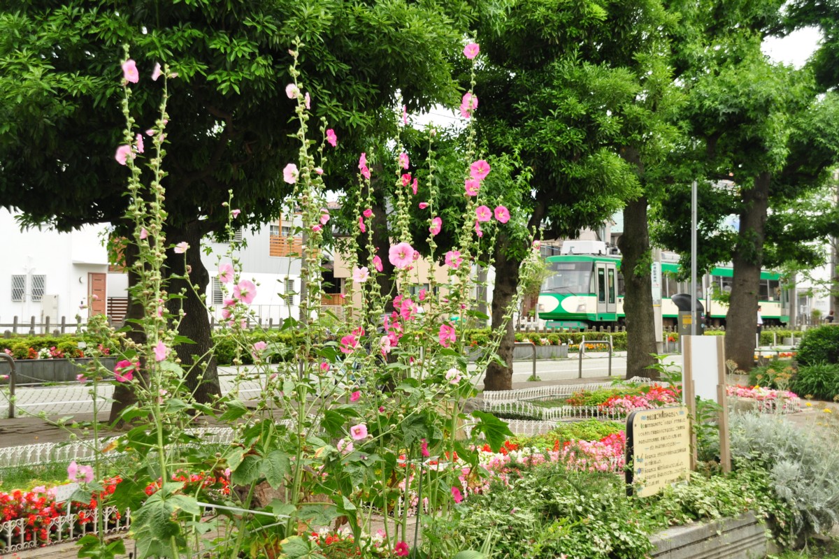 東急世田谷線・撮影・下高井戸－松原