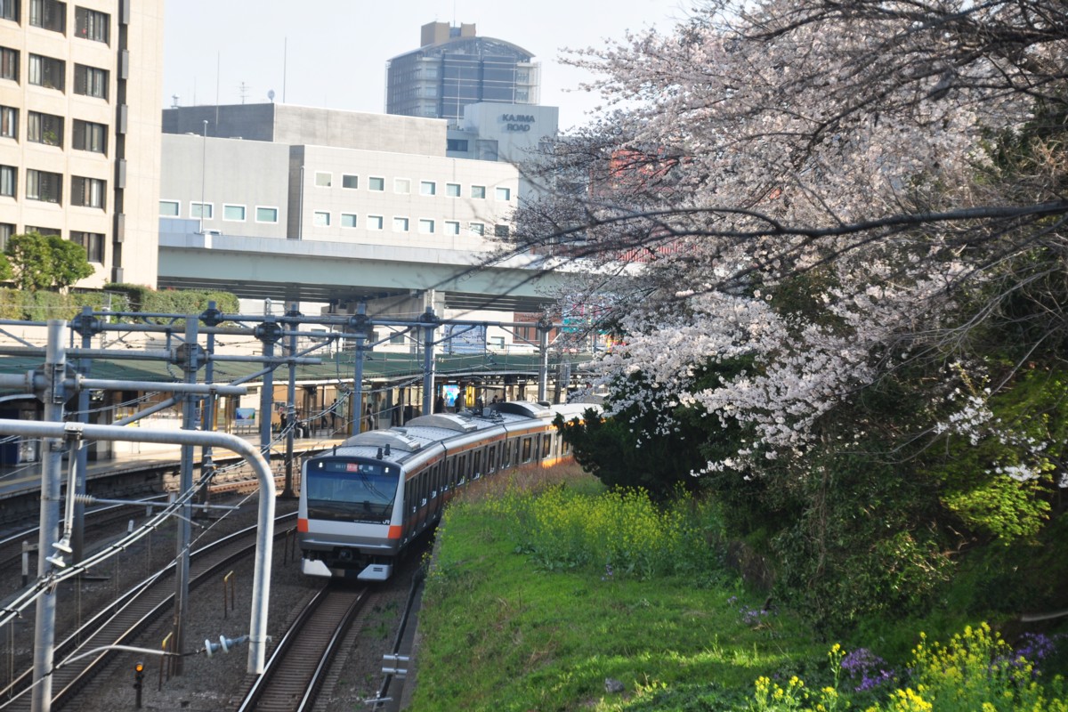 飯田橋・桜