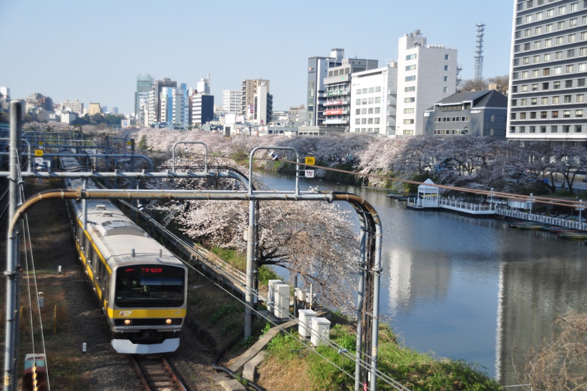 飯田橋・桜