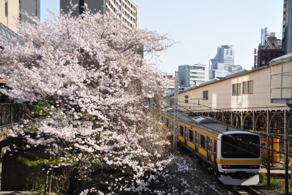飯田橋・桜