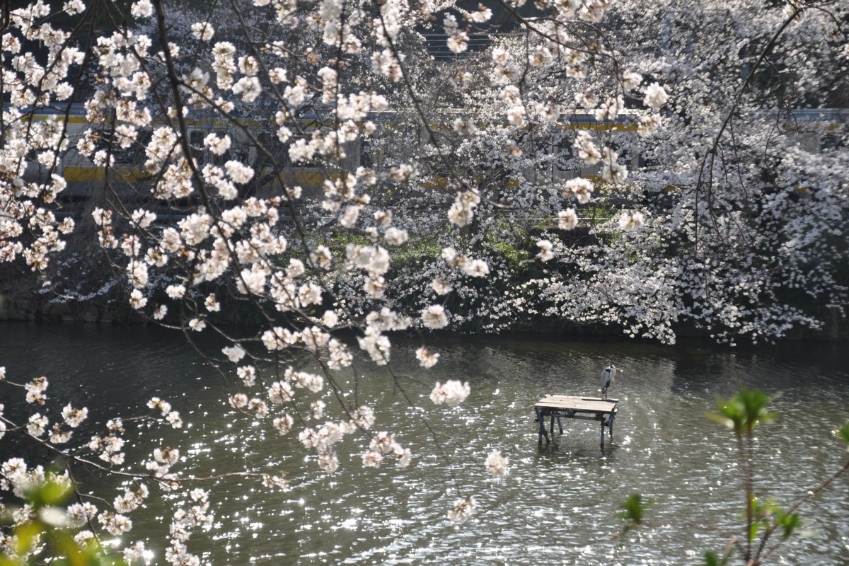 飯田橋－市ヶ谷・桜