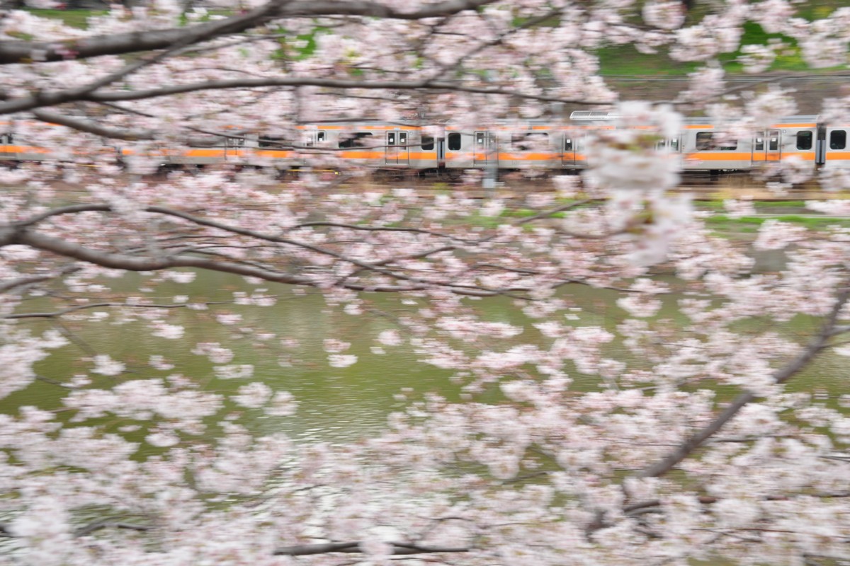 飯田橋－市ヶ谷・桜