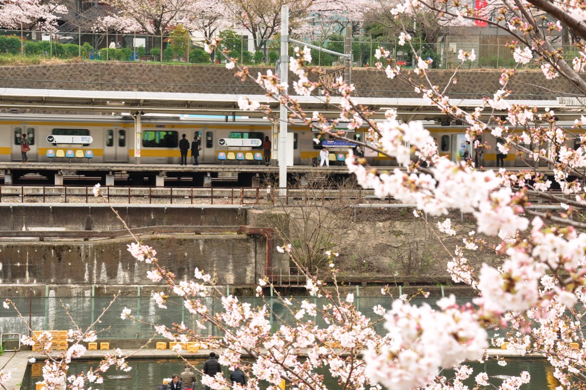 市ヶ谷・桜