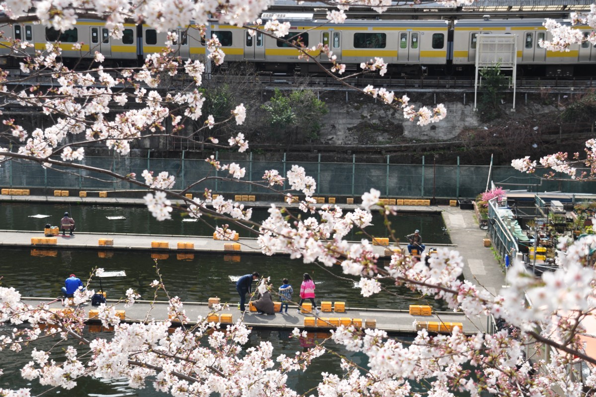 市ヶ谷・桜