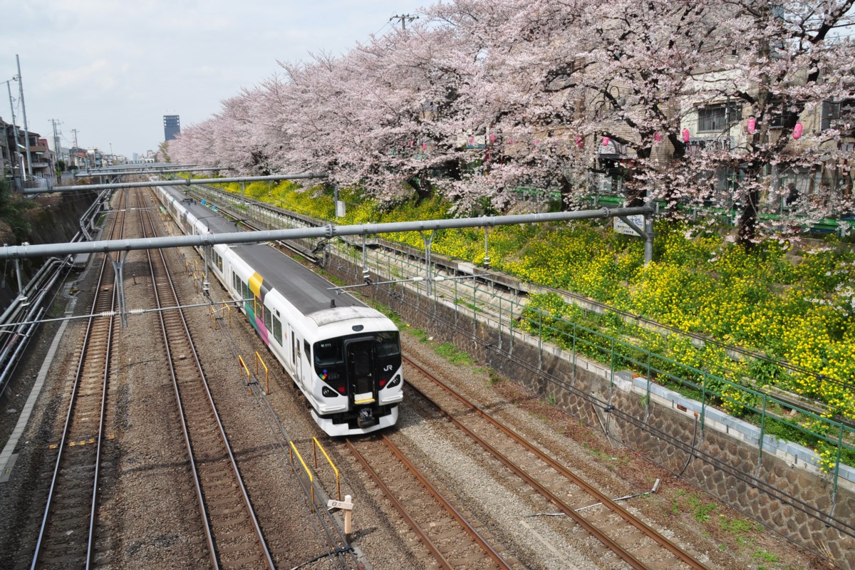 東中野－中野・桜