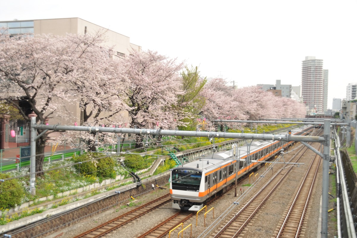 東中野－中野・桜