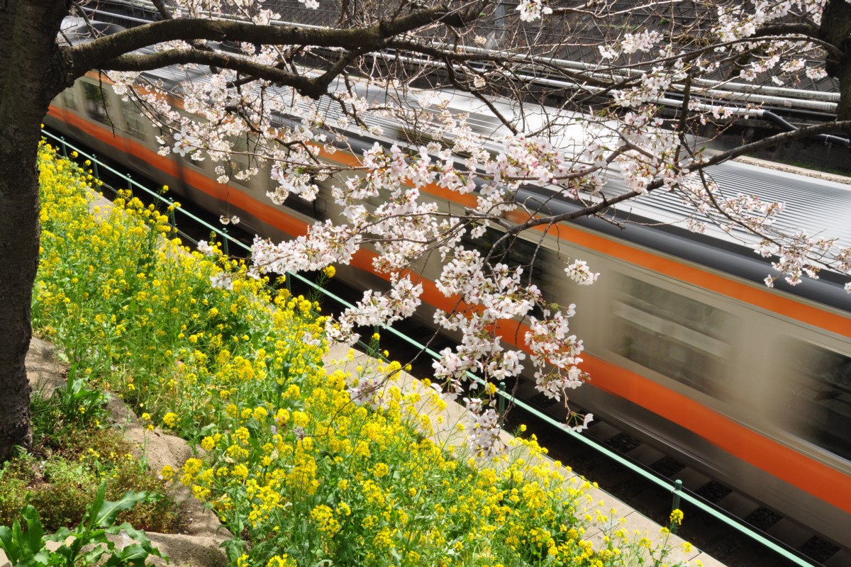 東中野－中野・桜