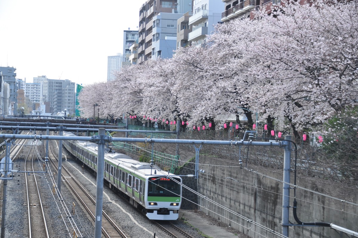 山手線・巣鴨・桜