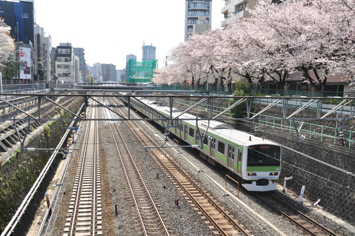 山手線・巣鴨・桜