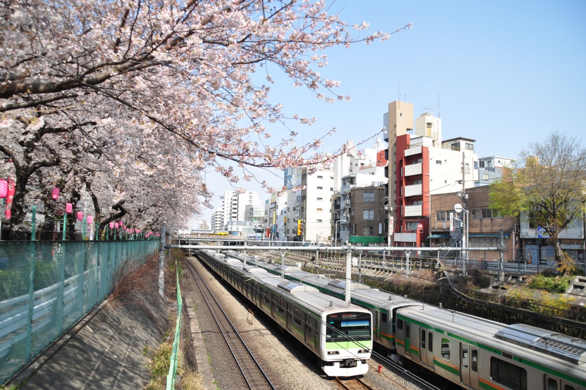 山手線・巣鴨・桜