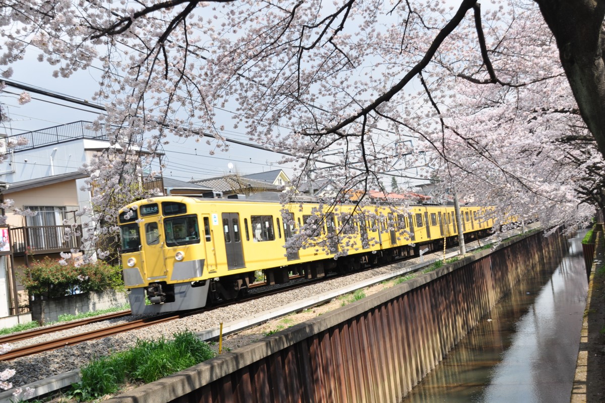 武蔵関－東伏見・桜