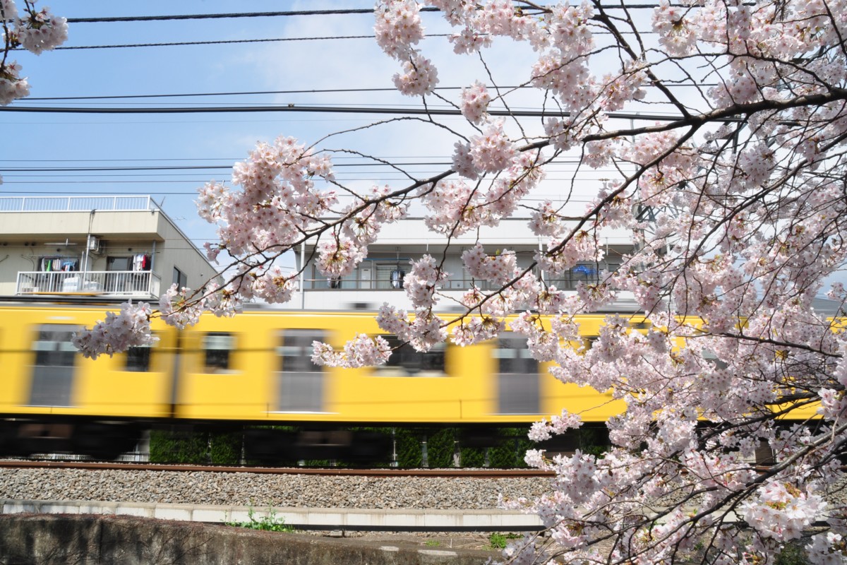 武蔵関－東伏見・桜