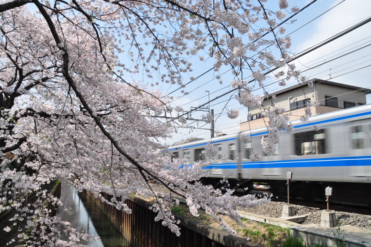武蔵関－東伏見・桜