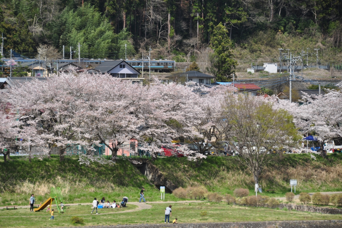 撮影・桜・中央本線・上野原