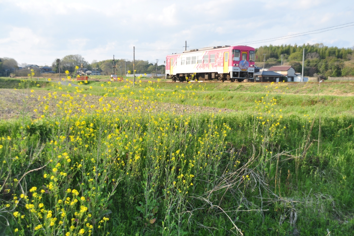 撮影・春・北条鉄道・田原－法華口
