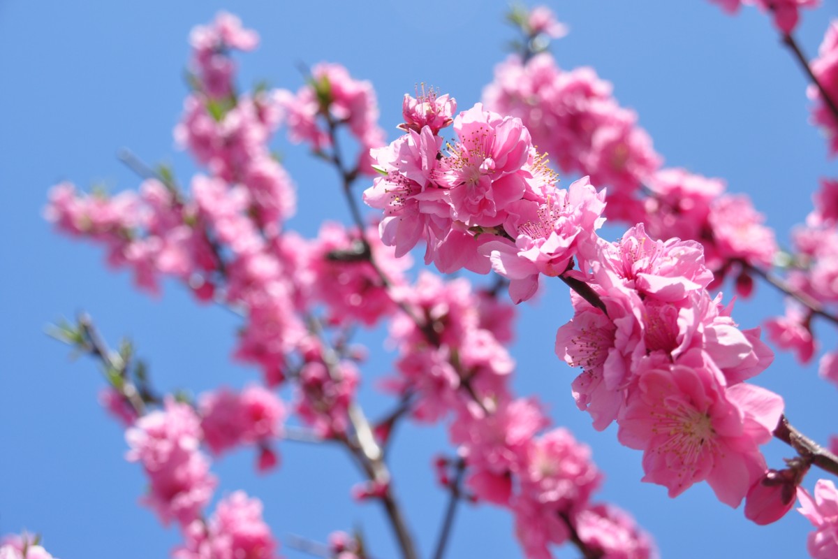 撮影・伊豆箱根鉄道駿豆線・牧之郷－大仁