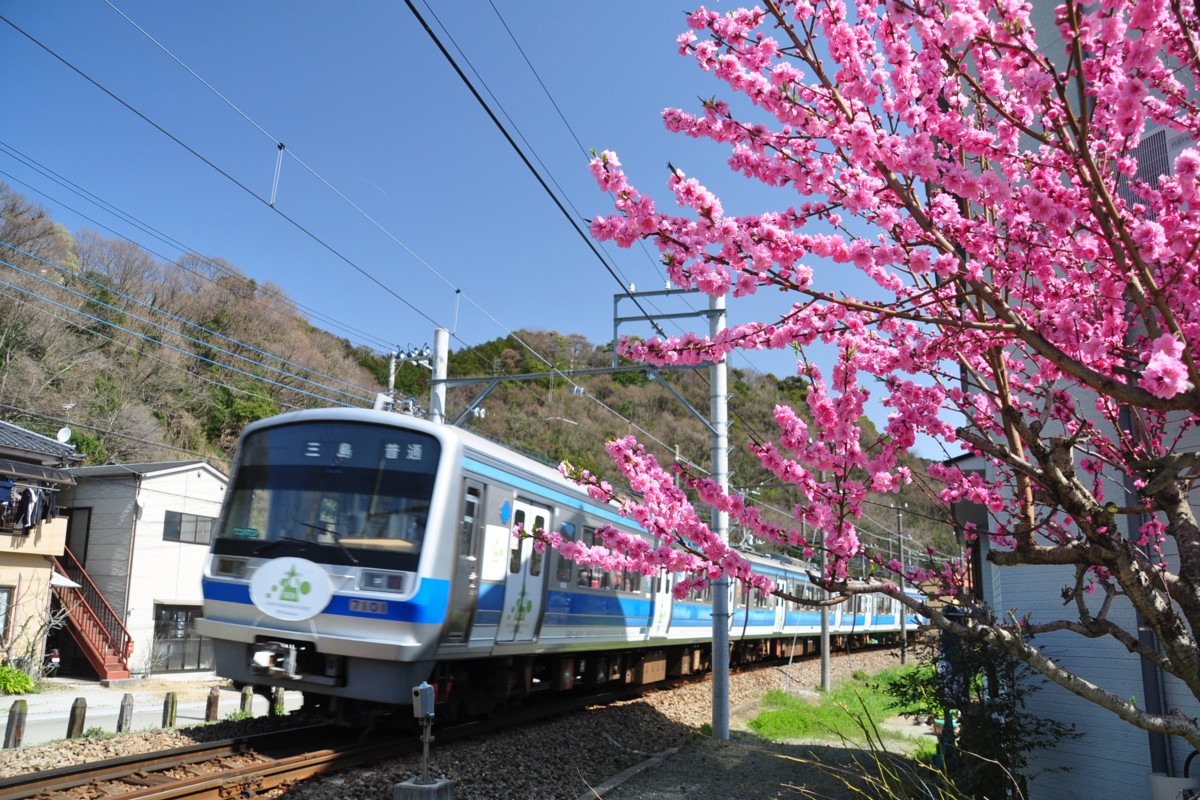 撮影・伊豆箱根鉄道駿豆線・牧之郷－大仁