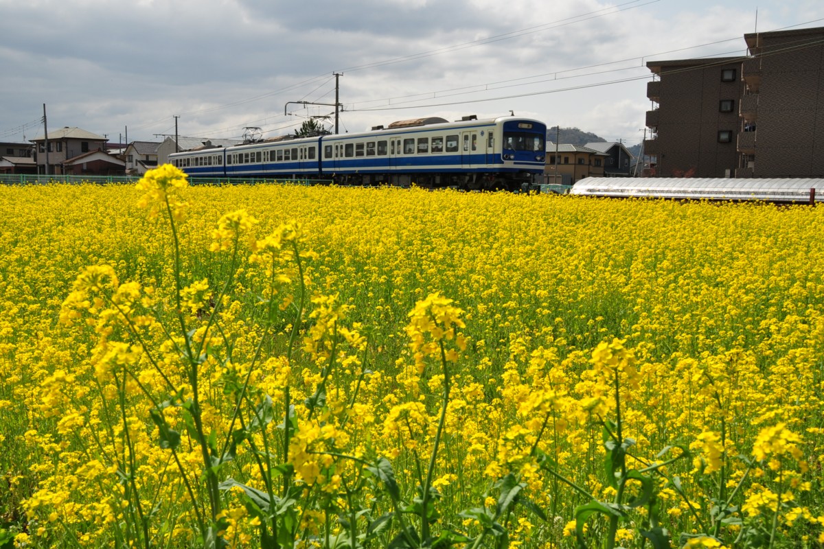 撮影・伊豆箱根鉄道駿豆線・伊豆仁田－大場
