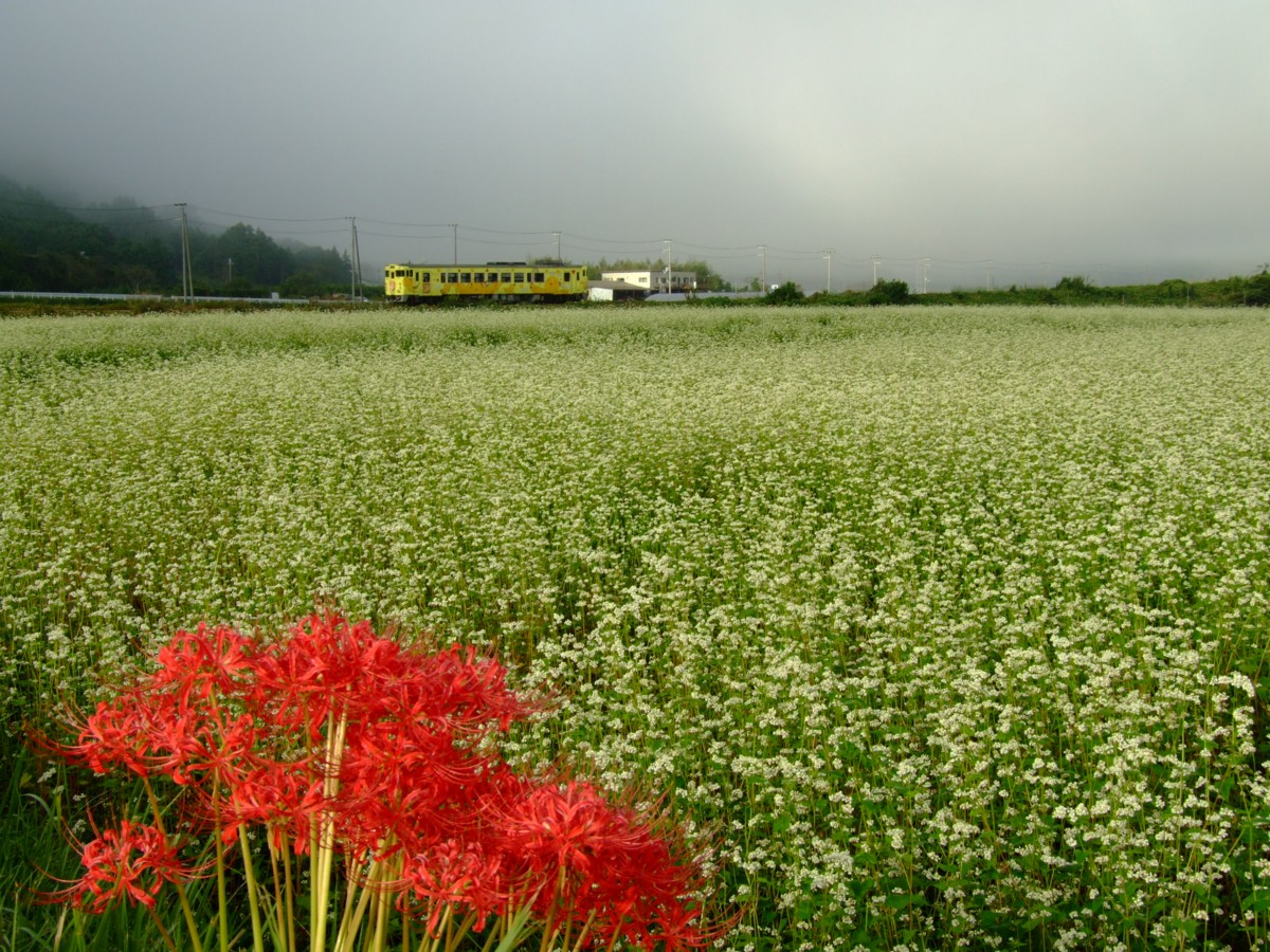 撮影・姫新線・三日月－播磨徳久