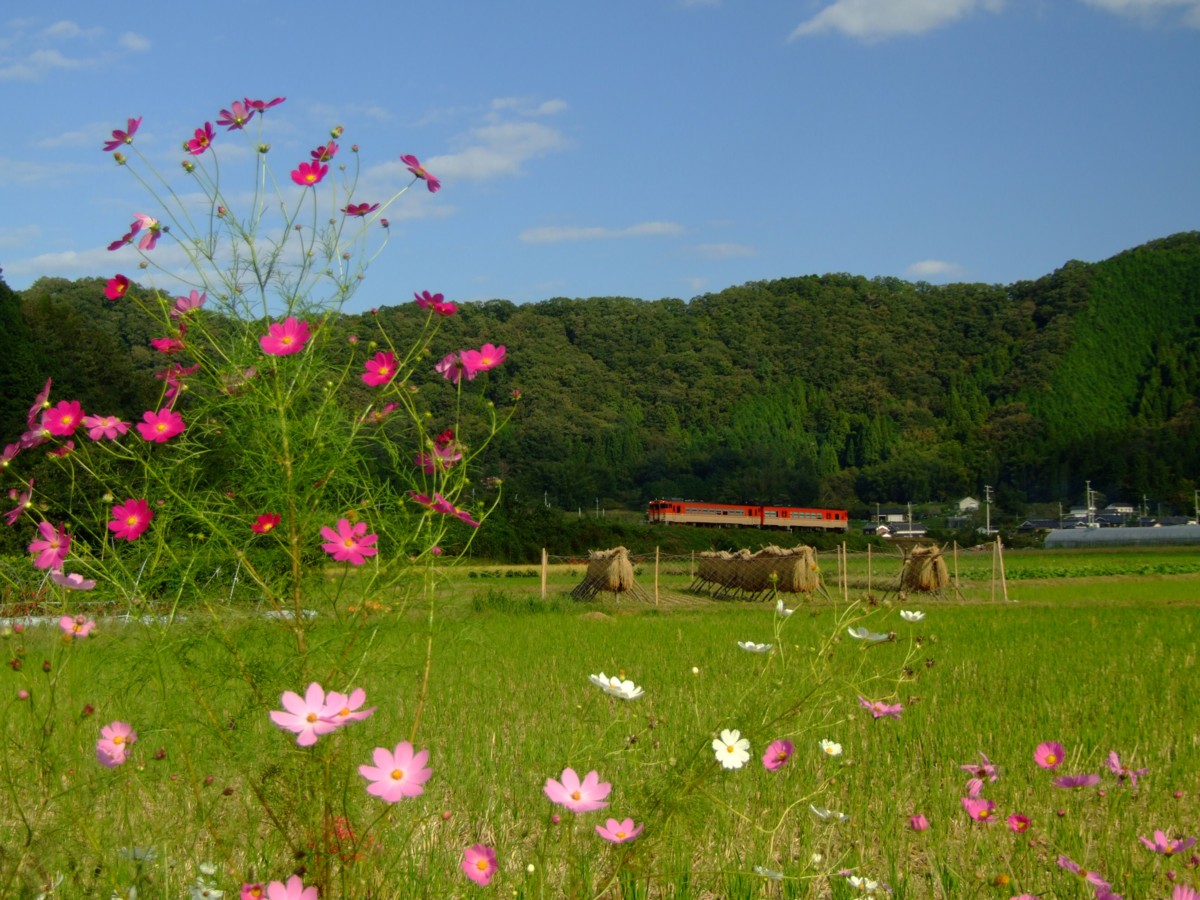撮影・姫新線・三日月－播磨徳久