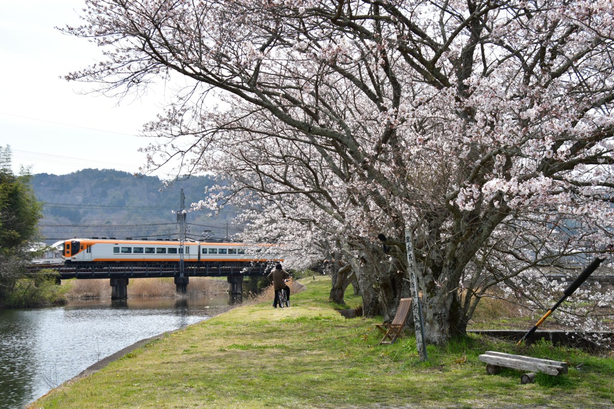 撮影・桜・近鉄大阪線・赤目口