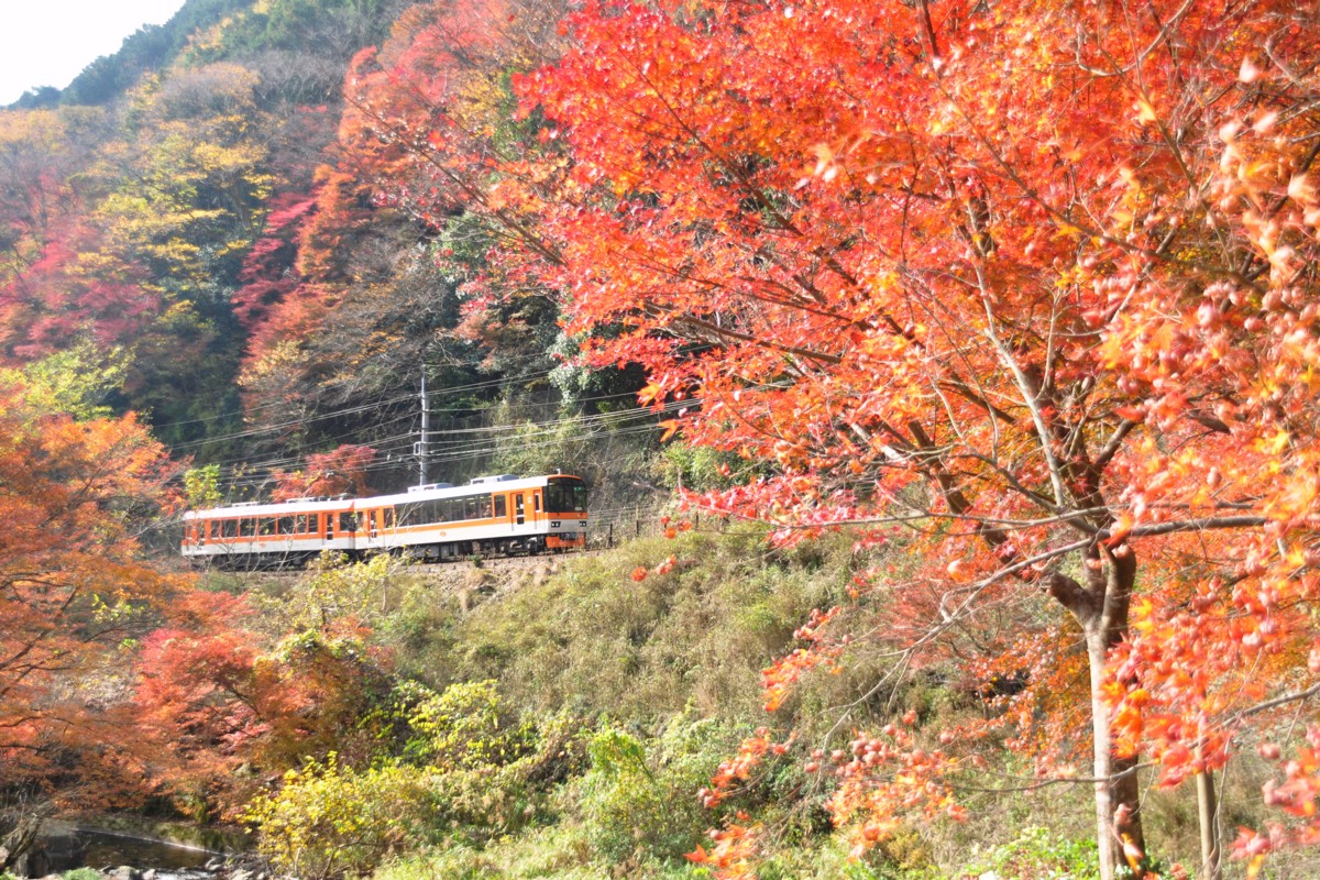 撮影・紅葉・叡山電車・貴船口