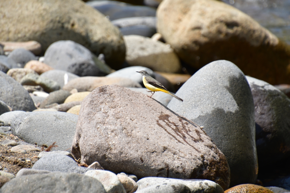 撮影・新緑・長良川鉄道・自然園前－山田
