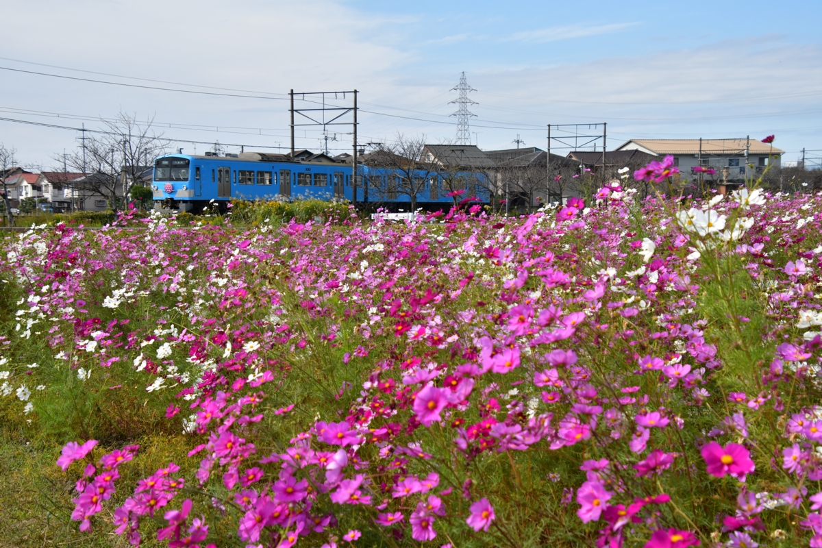 鉄道写真・コスモス・撮影地：近江鉄道八日市線・武佐－近江八幡