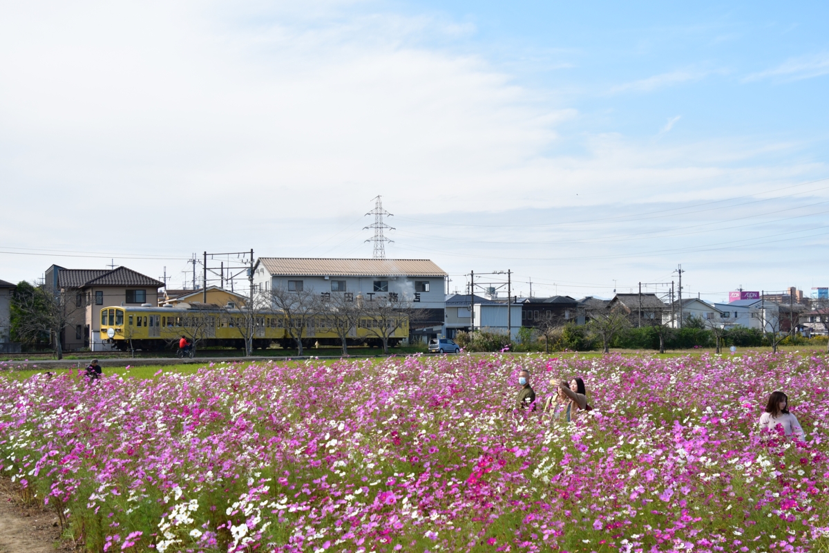鉄道写真・コスモス・撮影地：近江鉄道八日市線・武佐－近江八幡