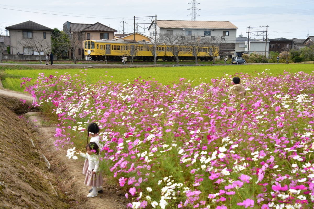 鉄道写真・コスモス・撮影地：近江鉄道八日市線・武佐－近江八幡