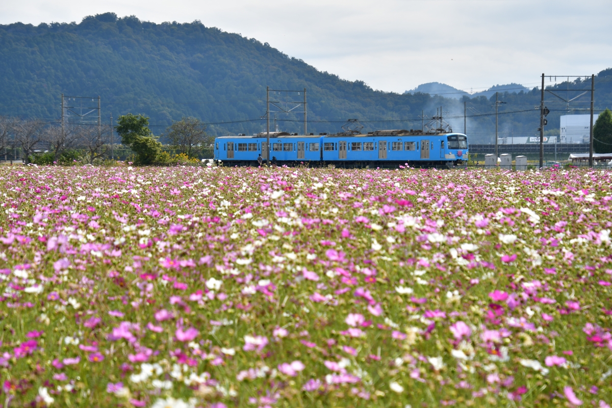 鉄道写真・コスモス・撮影地：近江鉄道八日市線・武佐－近江八幡
